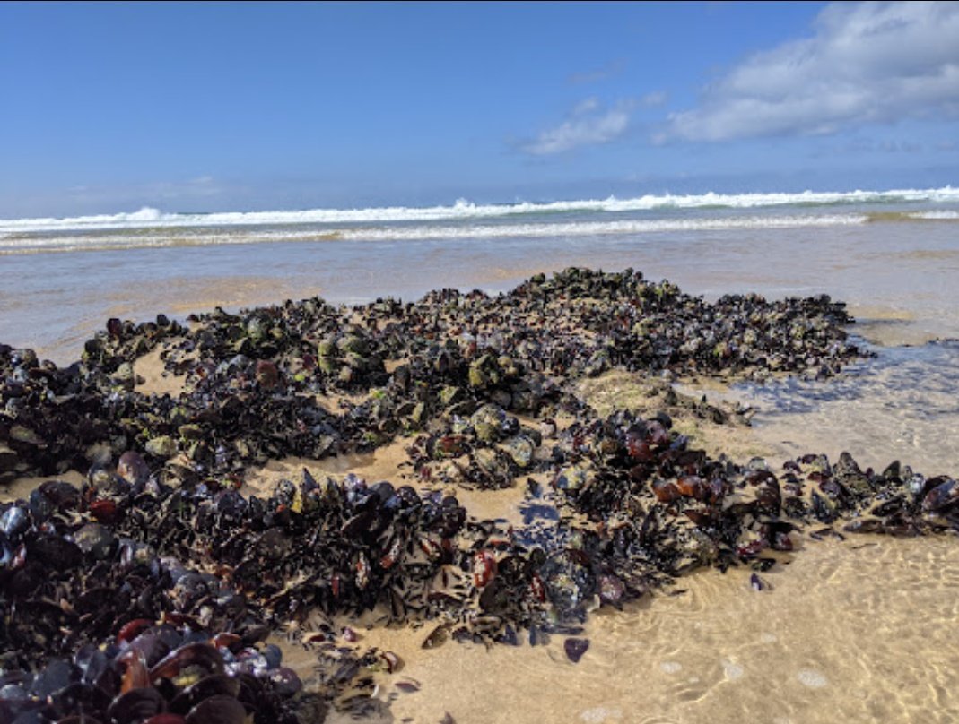 BioNept's tweet photo. 📢 New paper out in @SciReports
"Transcriptome wide analyses reveal #intraspecific diversity in thermal stress responses of a dominant habitat‐forming species"

🌊 https://t.co/68TsltnURx

@LOG_labo @CienciasDoMar  @UMR_BOREA @Rhodes_Uni
#musselsarecool #ecology #biodiversity https://t.co/HO4VcDReO3