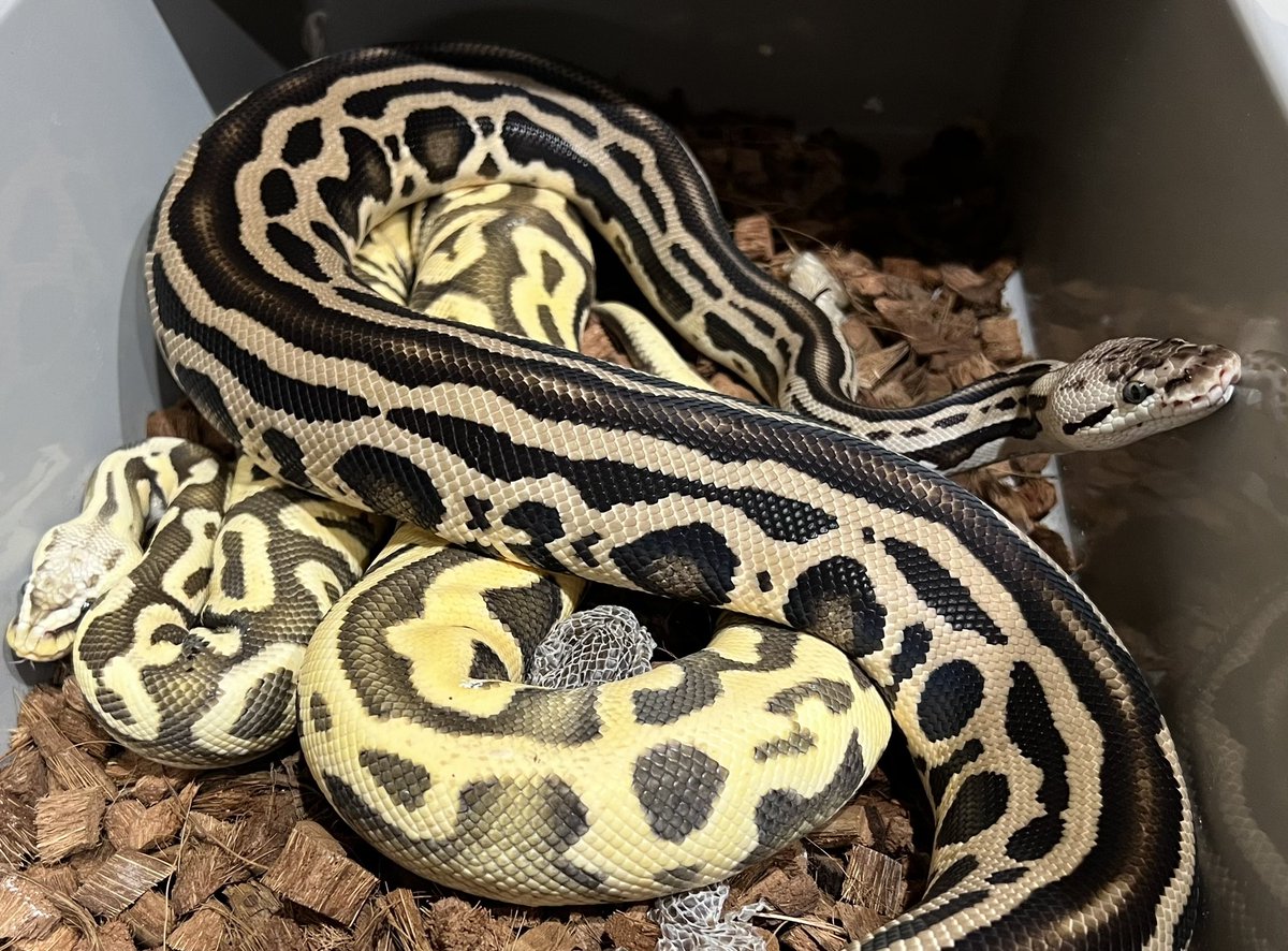CMAIN_MORPHS's tweet photo. what will happen😕 

Pastel Leo DG het clown/cryptic 
                      ×
Pastel Leo crypton het DG 
#ballpython #ballpythons #clownballpython #crypton #leoperd #ballpythonbreed @DEU_Reptiles https://t.co/338fDXY6j1