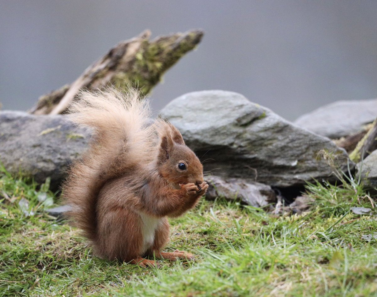 After a busy start to the year here in the glen May and June are currently looking very quiet for guests.  It’s one of the best times of year for wildlife so if you do fancy a holiday here in the glen get in touch #selfcatering #visitscotland