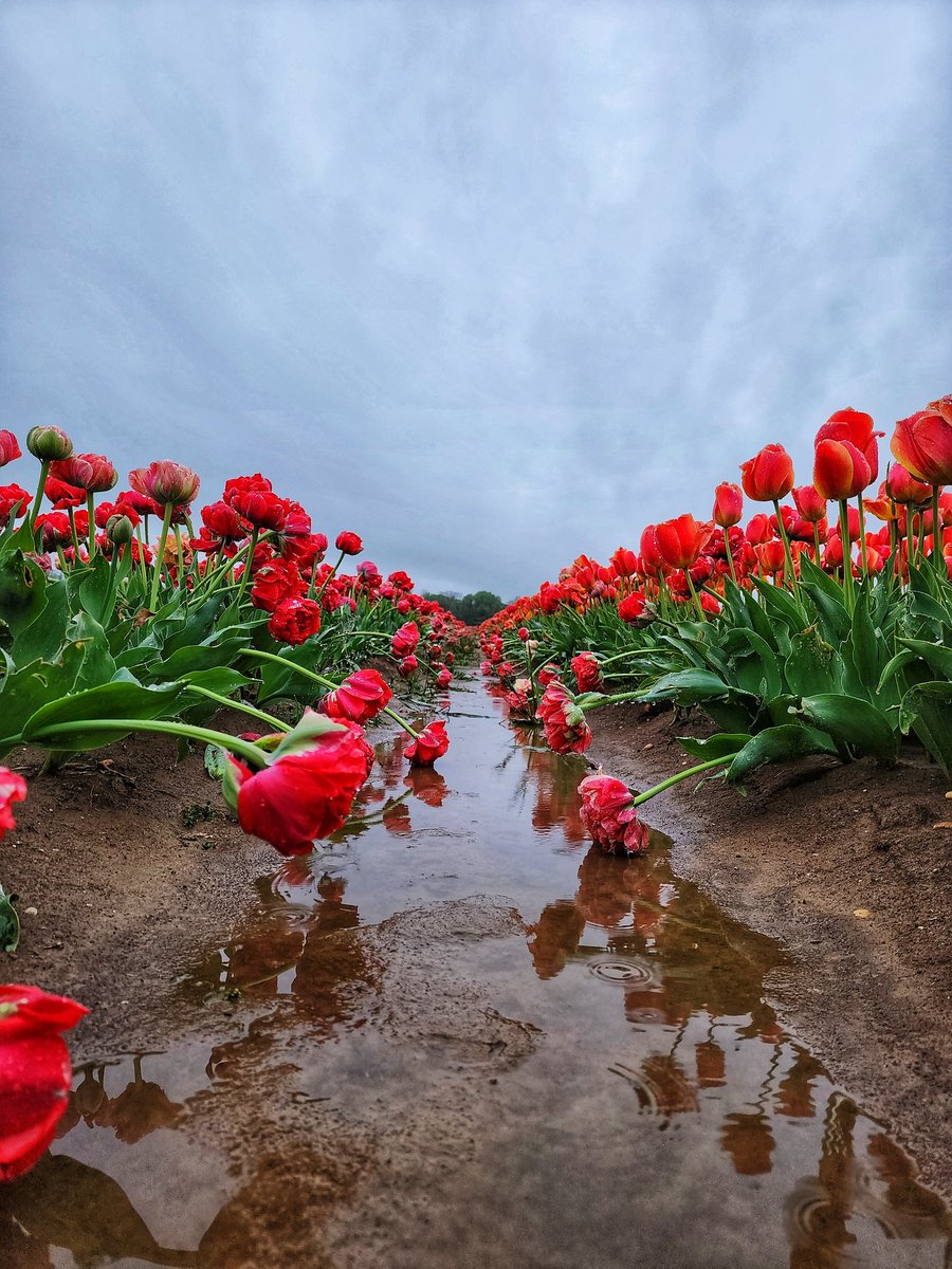 KarissasKapture's tweet photo. Sometimes we fall down because there is something down there we're supposed to find.
#KarissasKaptures #HollandRidgeFarms #TulipSeason #TulipFarm #Reflection #nj_creative #njbirdsandblooms #futurewomenphotography #SpringInNewJersey #NewJersey #SpringInNewJersey https://t.co/TxPqJZILfr