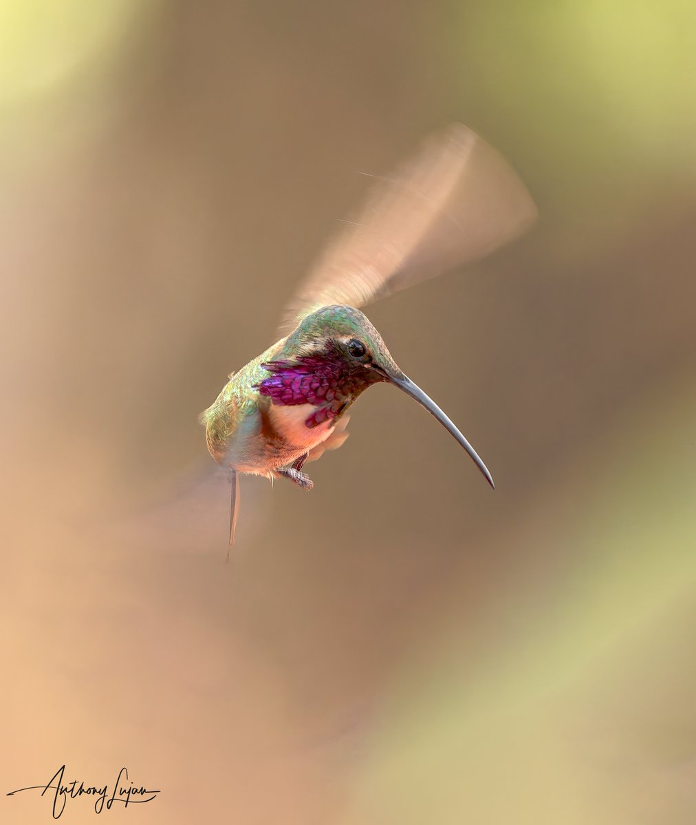 anthonylujan's tweet photo. Just found this inflight photo! Never seen one like this! 
Lucifer Hummingbird - Calothorax lucifer
Arizona
Sony A1 - Sony 600mm
#ALhummingbirdinflight

#LuciferHummingbird #hummingbird #colibrí #beijaflor #Trochilidae #hummingbirds #nuts_about_birds #earthcapture #nature #nat... https://t.co/ESZw5CzswL