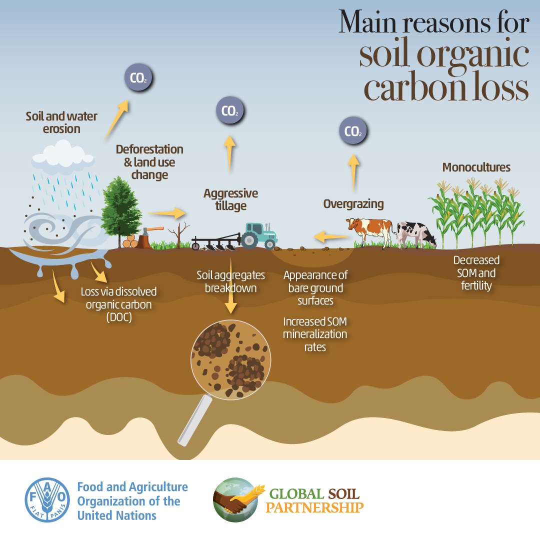 The loss of soil organic carbon results in:
🌱 less fertile soil and crops
🚫 food shortages
💸 increased food prices
🐾 less biodiversity
🌍 increased GHG emissions
💧 decreased water retention and filtration

What causes it? 👇🏿👇🏿👇🏿
Let's #SaveSoil &amp; save our 🌏 #SoilHealth