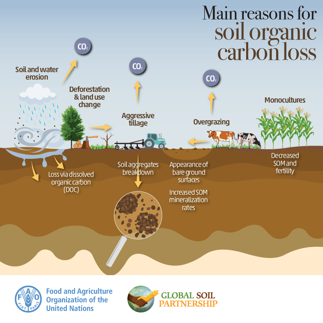 The loss of soil organic carbon results in: 🌱 less fertile soil and crops 🚫 food shortages 💸 increased food prices 🐾 less biodiversity 🌍 increased GHG emissions 💧 decreased water retention and filtration What causes it? 👇🏿👇🏿👇🏿 Let's #SaveSoil & save our 🌏 #SoilHealth