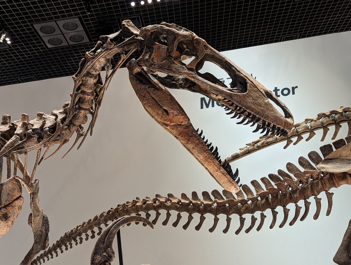国立科学博物館で開催中の恐竜博2023にいるメガラプトルです。 
前肢のカギ爪が鋭過ぎる！

 Youtube：youtu.be/36UaQzwrBgo
ブログ：prehistoriclifeman.hatenablog.com/entry/2023/03/…

#火曜日は化石の日 #fossil #国立科学博物館 #メガラプトル #Megaraptora #恐竜博2023