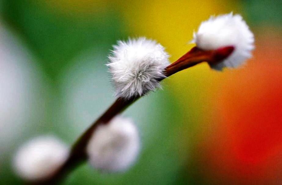 B🌹👋 tweet media