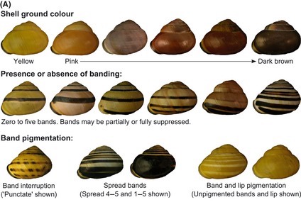James Schnable tweet media