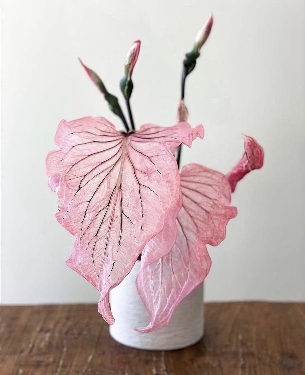 HobbyistPlant's tweet photo. The most stunning plant 🌿 https://t.co/bRXWqMuvnc