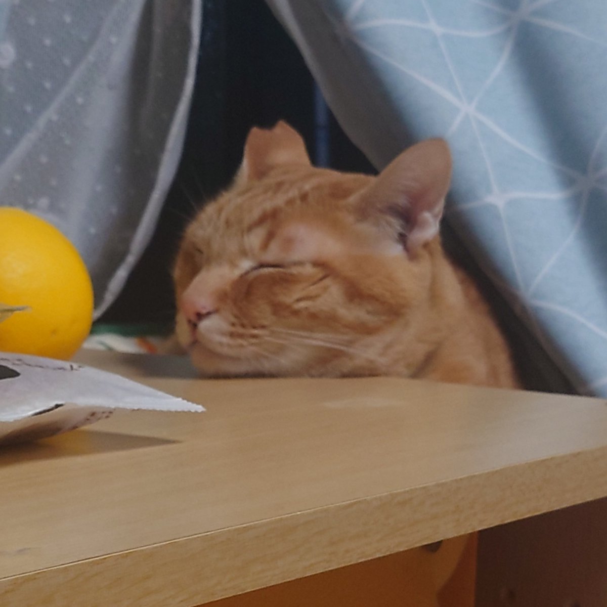 😺久しぶりに「あご乗せ茶ちゃん」お休みなさい😺💤💤💤
#保護猫さんと暮らす
#猫好きさんと繋がりたい