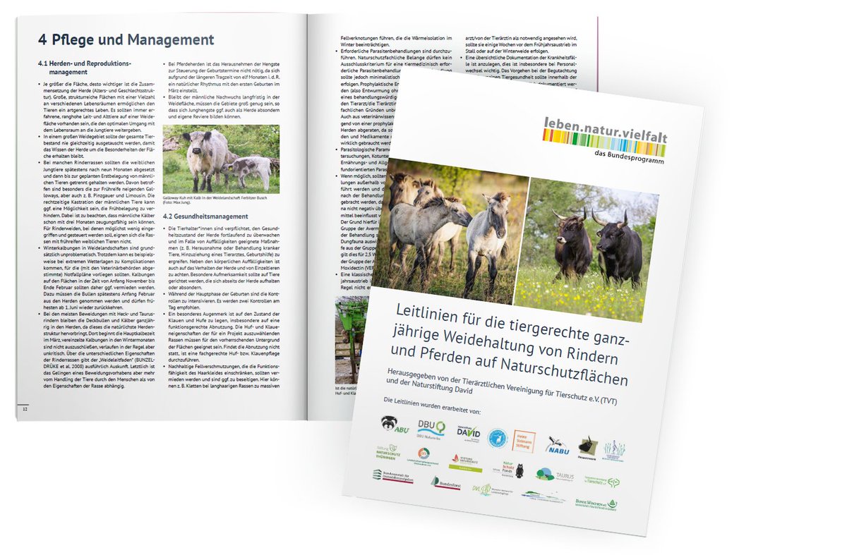 Veröffentlichung im Netzwerk #NationalesNaturerbe im #bpbv: Zusammen mit Expertinnen und Experten aus Natur- und Tierschutz erstellten wir Leitlinien für die tiergerechte ganzjährige Weidehaltung von Rindern und Pferden auf Naturschutzflächen. Download: naturschutzflaechen.de/fileadmin/Medi…