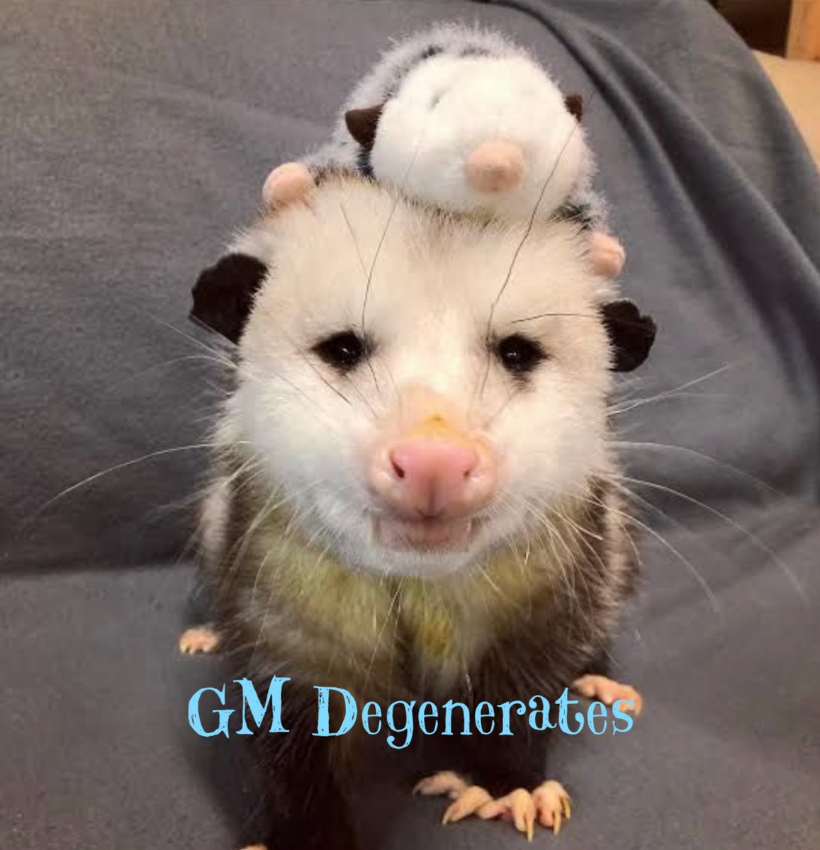 ᴄᴜʀꜱᴇᴅ ᴍᴀᴠᴇɴ 🏴‍☠️🏴 ʙɪᴛᴄʜ ʟᴀꜱᴀɢɴᴀ on Twitter "Gm. Migraine to start the