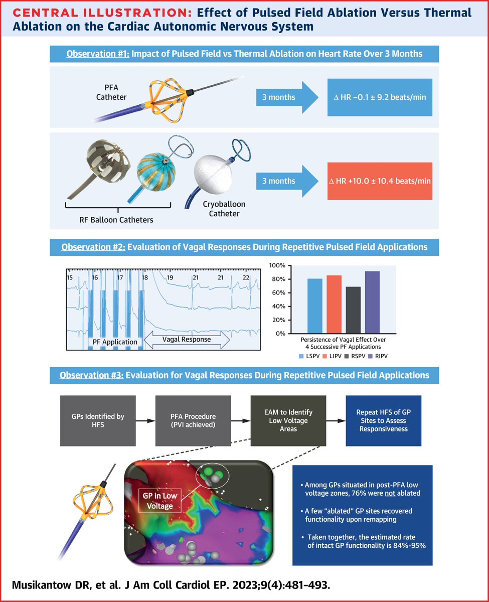 How does pulsed field ablation (PFA) for #AFib affect the ganglionated plexi? Is the #autonomic nervous system affected similar to RF #ablation? Here, Drs. @Dmusikantow, @VivekReddyMD, et al explore #cardioneuro effects of #PFA: bit.ly/3VqFha7 #JACCCEP #EPeeps