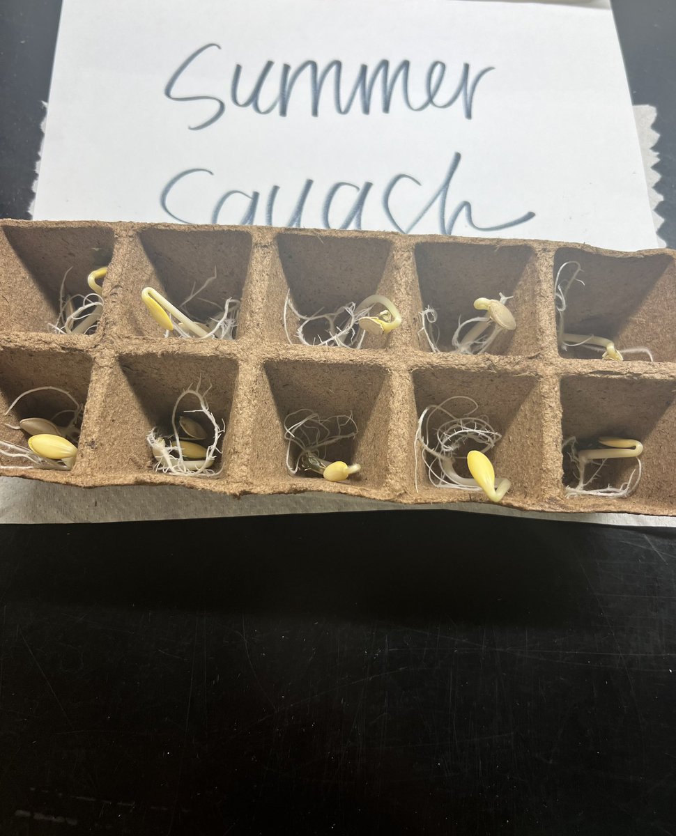 Environmental science is super excited about their germinated seeds from last week 😍 <a href="/TallwoodLions/">Tallwood High School</a>