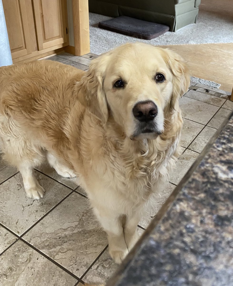 WalterTheGolden's tweet photo. I know why they call it May
It may rain
It may snow 
It may be 70°
It may be 25°
#dogsoftwitter #stupidweather https://t.co/PQljYU7izQ