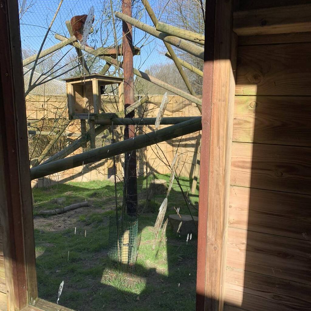 exmoorzoo's tweet photo. Every zoo keepers worst nightmare (well next to sun lotion in the summer) birds leaving presents on the windows🤪
#zookeepingproblems #birdpoop #cleaningwindows https://t.co/glDqdC4MfD https://t.co/bEYqSiLbDk
