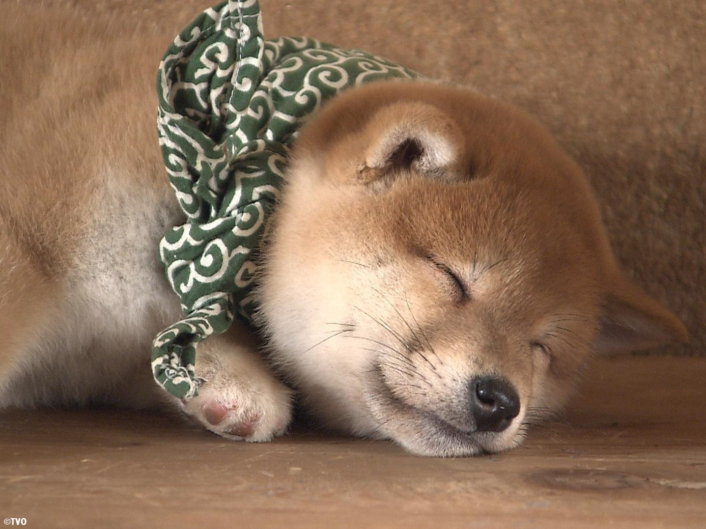 まめすけ 豆助 -Mamesuke- 公式 on X: 