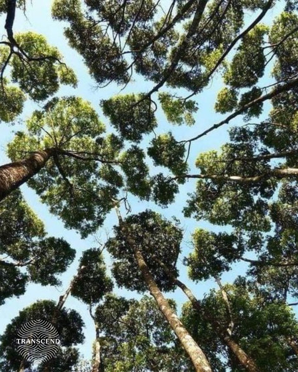 Transcend Tree Burial tweet media