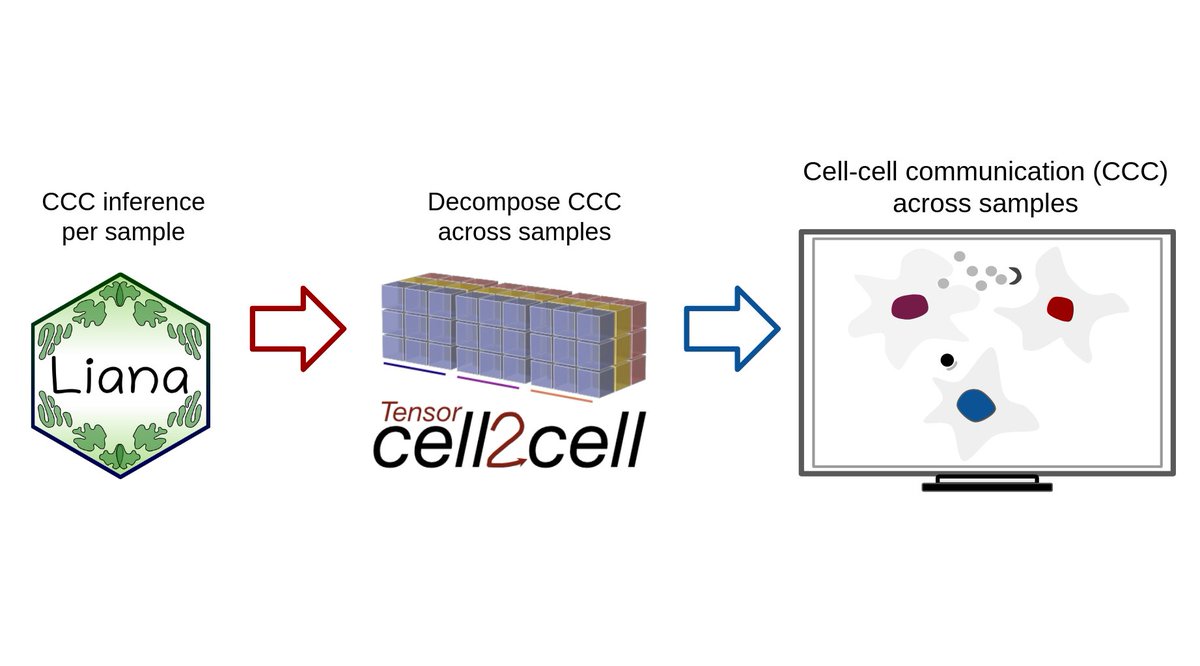 1/ 📢 New protocol paper for #CellCellCommunication! Our manuscript presents a pipeline for robust and generalizable cell-cell communication analysis of complex single-cell datasets, combining the best of LIANA & Tensor-cell2cell! 💥🔬 #CompBio #SingleCell
doi.org/10.1101/2023.0…