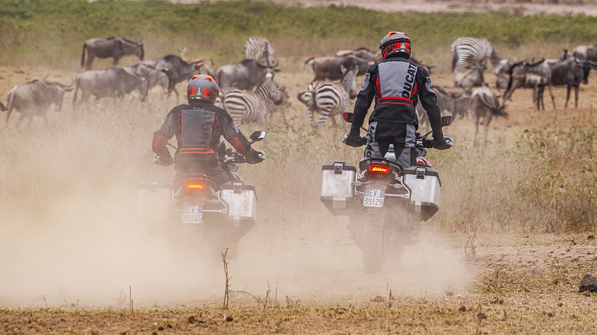 DucatiMotor's tweet photo. Feel the freedom of the open road as you ride through the vast landscapes on your #MultistradaV4Rally. And witness the majesty of wildlife in its natural habitat.

#Ducati #Multistrada #20YearsofMultistrada https://t.co/D6PbjiyhEz