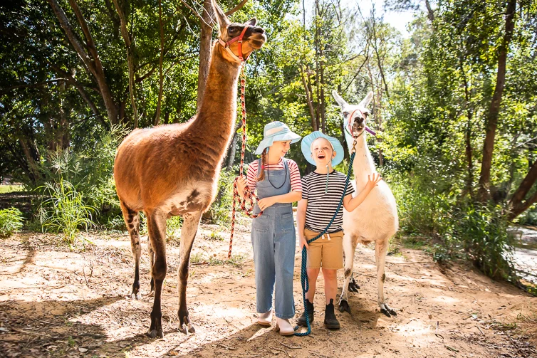 Llama walks near Brisbane, great family shows to book, school open days, day trip ideas and more - mailchi.mp/brisbanekids/l…