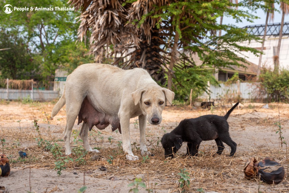Wildlife Friends Foundation Thailand tweet media