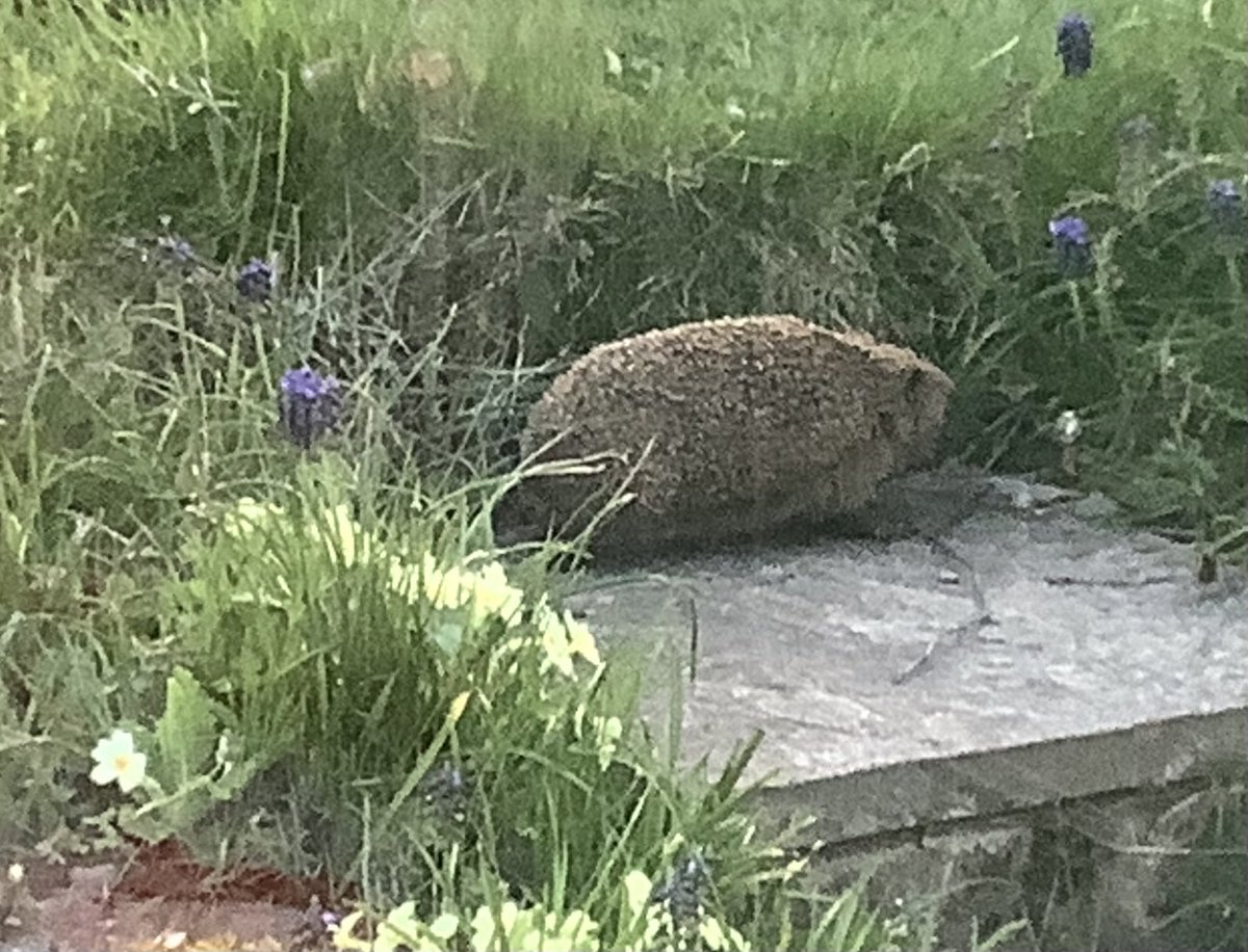 anne_obrien's tweet image. Out for an evening scavenging along the rough bank and through the shrubbey. Same time every evening. #HedgehogAwarenessWeek