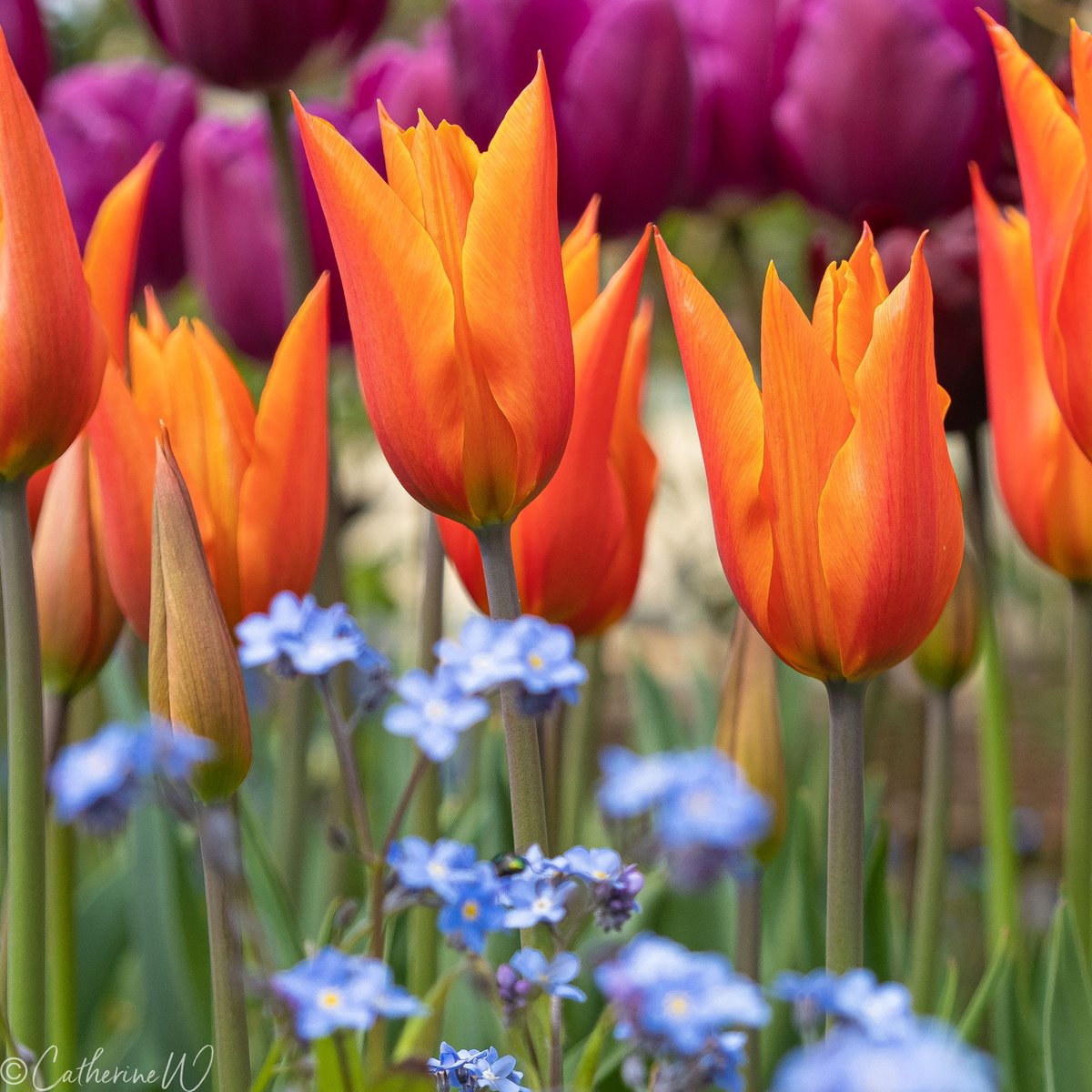 #TulipTuesday
Good morning everyone! Tulip 'Ballerina' has to be my favourite 🧡💛 of 2023. 
Have a lovely day! 😊