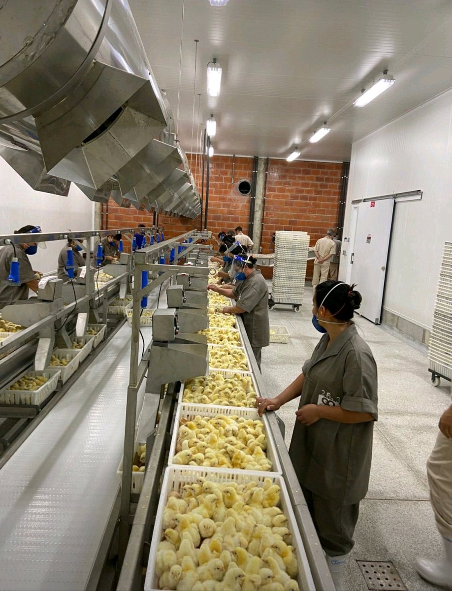 RADVAN🐓🥚🐥 tweet media