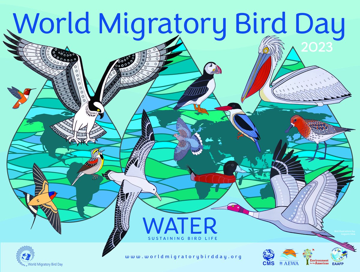 UN Environment Programme (@unep) on Twitter photo Migratory birds need water and healthy habitats for their life cycle, but these ecosystems are endangered.
Ahead of #WorldMigratoryBirdDay on 13 May, find out how you can raise awareness of the importance of water for migratory birds: bit.ly/3eV4hBl
<a href="/WMBD/">World Migratory Bird Day</a> Migratory birds need water and healthy habitats for their life cycle, but these ecosystems are endangered.
Ahead of #WorldMigratoryBirdDay on 13 May, find out how you can raise awareness of the importance of water for migratory birds: bit.ly/3eV4hBl
<a href="/WMBD/">World Migratory Bird Day</a>