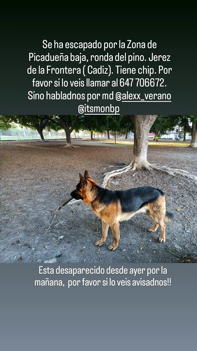 itsmonbp's tweet photo. POR FAVOR‼️‼️
DESAPARECIO AYER POR LA MAÑANA. CUALQUIER COSA HABLADNOS!! https://t.co/ROLz0Vf9TC