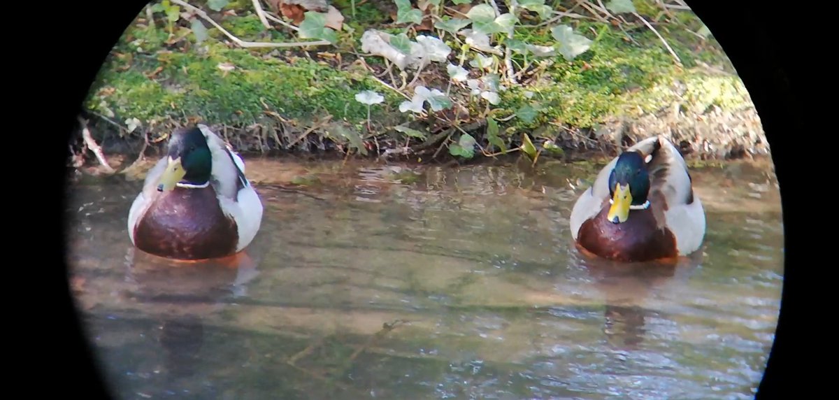 frenchbirder's tweet photo. Binoculars digiscopy begin to show interesting results ^^

Eurasian #Blackbird, #pigeon and #Mallard

#birds #birdphotography #BirdsOfTwitter https://t.co/2KWPqig12j