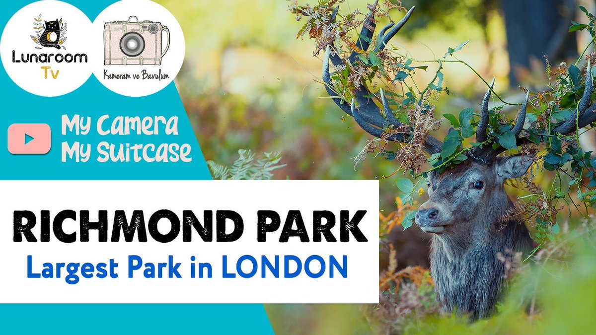 Londra'nın en büyük ve geyikleri ile ünlü parkı Richmond Park videosu - via <a href="/LunaroomTV/">Lunaroom TV</a>
İzlemek için: youtube.com/watch?v=WOQnsz…