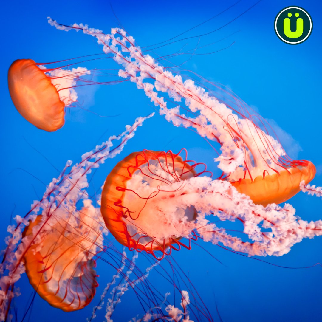 UberFacts's tweet image. A group of jellyfish is called a &quot;smack&quot;