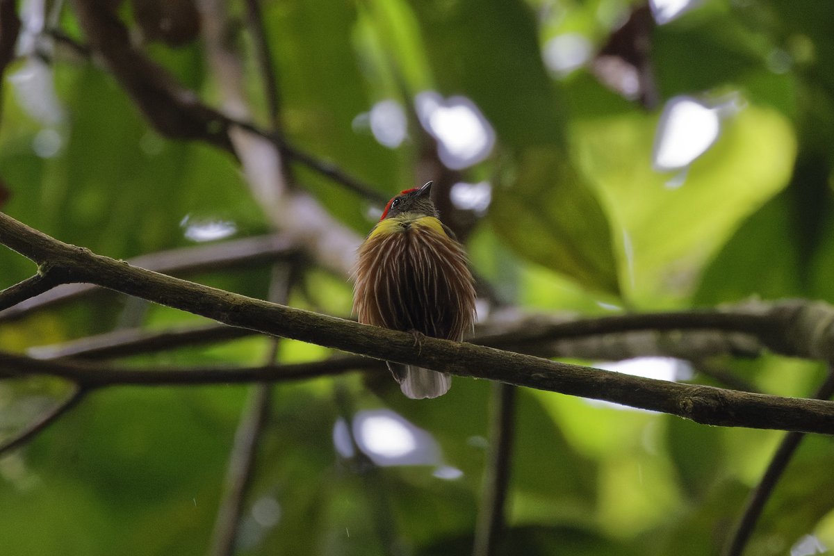 Dark in the forest. Photo taken at 10,000 ISO but at least I managed a record shot. Painted Manakin, North Peru - Mar 2023
