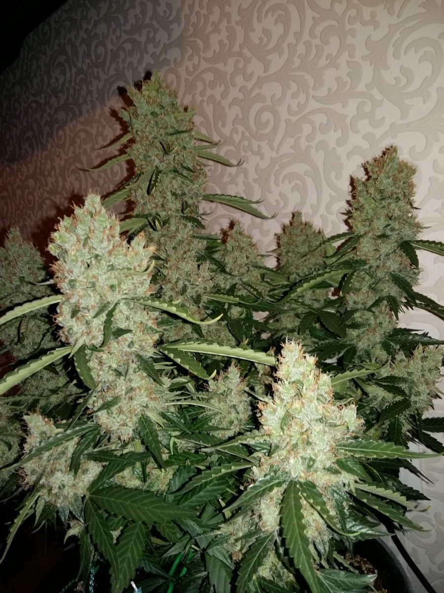 pyramidseeds's tweet photo. Auto Nefertiti es una planta de efectos narcóticos muy fuerte, de sabor cítrico y aroma mentolado capaz de alcanzar la madurez en unos 70 días.
https://t.co/3kklasVFh1
#hierbaseca #canabis #weedphotography #cannabisindustry #420everyday #indoorcannabis #cultivatusderechos https://t.co/itgP9W9cfv