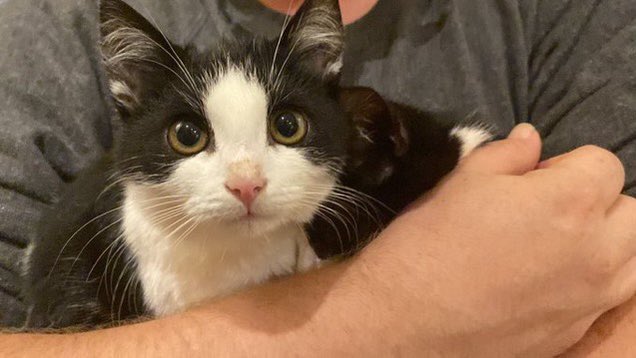 TinkerBell_just's tweet photo. Poldi hat FIP.

Einerseits ein Schock, andererseits hoffe ich inständig, dass ihm das Medikament so gut hilft, wie Kalli und Michael.

Wenn möglich, unterstützt uns bitte bei seiner Behandlung.

#Nordstadtkatzen https://t.co/Cx8XrE2jEf