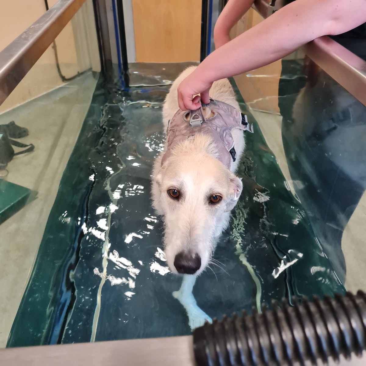 Some more Hydrotherapy for #Dennisthelurcher