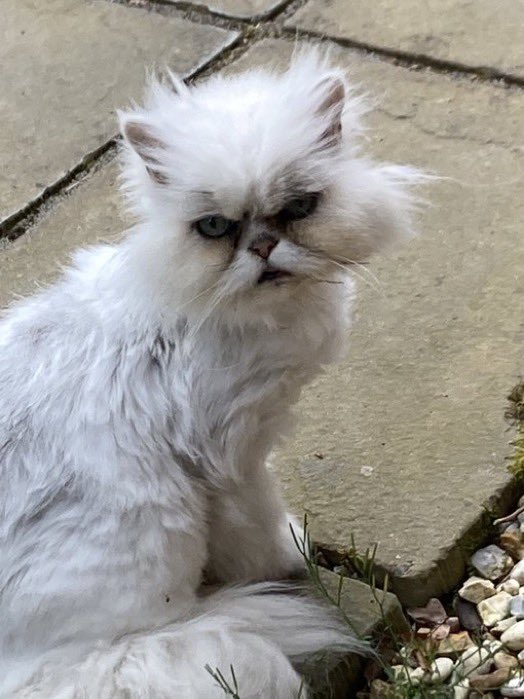 Celebrity cat in my ward 🙌🗳️ #canvassingcats