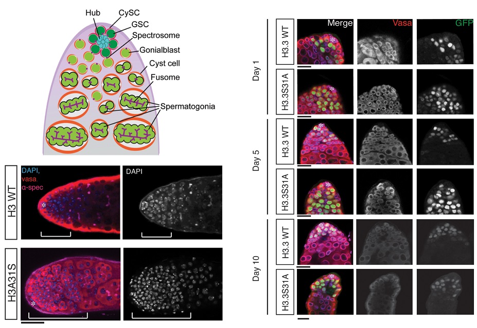 PLOS Biology tweet media