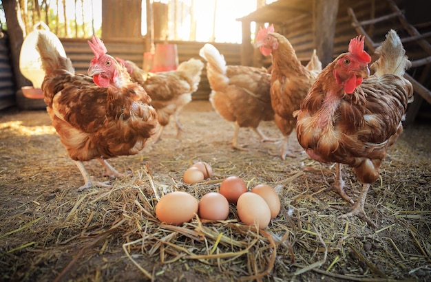 jamesmuoki018's tweet photo. Economic benefits: Poultry farming provides a source of income for millions of people around the world. It is an important sector of the agricultural industry and contributes significantly to the economy.#Demonstrations #mombasaroad #RailaOdinga #NairobiCBD #MayDay #ViratKohli https://t.co/slx5hJluQ6