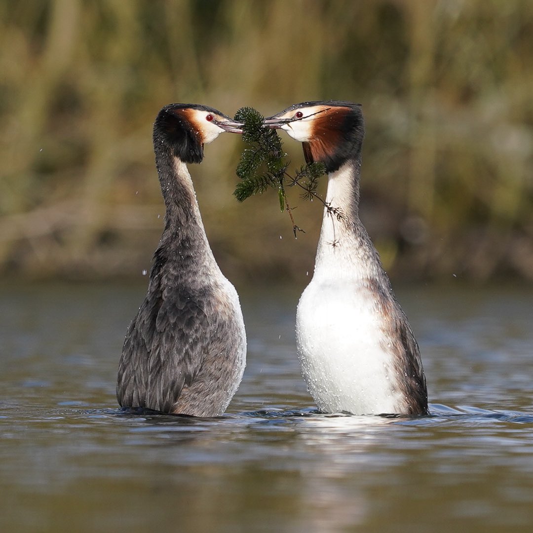 GoodwillJason's tweet photo. Loved up GCG’s 🤎🤎Hopefully they will have some little ones this year 🤞#greatcrestedgrebes #birdphotography https://t.co/U9qJXI3aX9