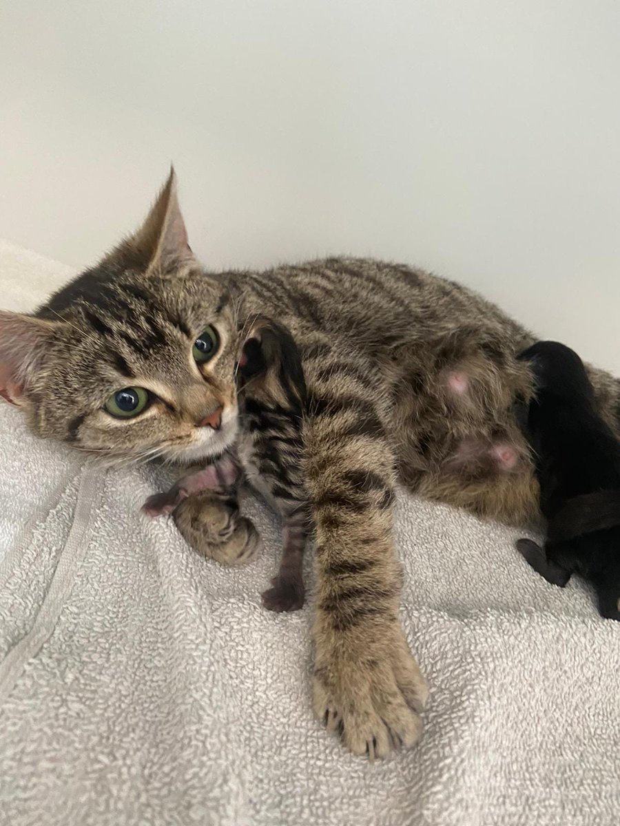 on Twitter "RT Yorkscatrescue This sweet girl is Stripes who came to