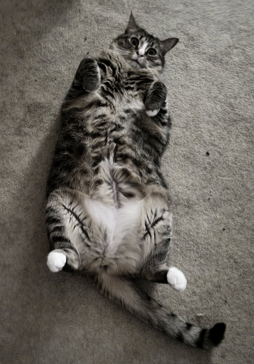 MikaTheCat tweet media