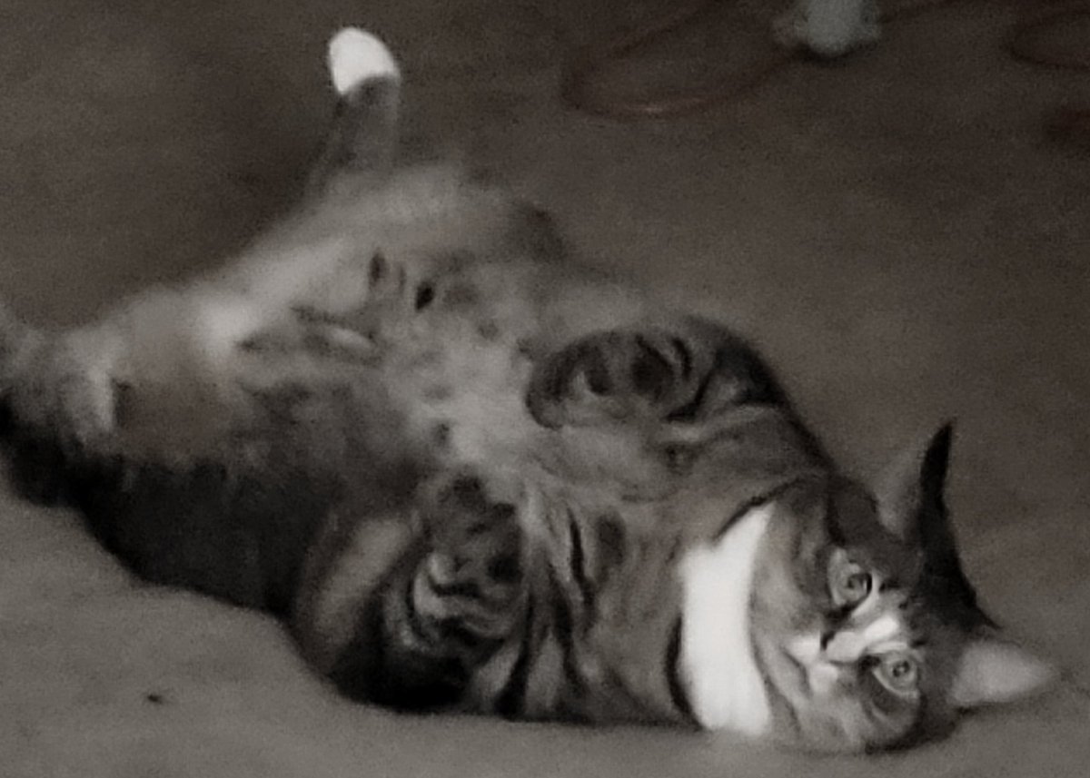 MikaTheCat tweet media