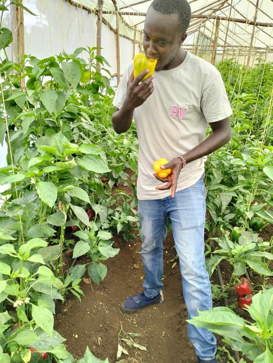 kenkamuiru's tweet photo. #yellowcapsicum.
Who else likes it raw?
#ukulimasioushamba https://t.co/KT5ERbWdu7