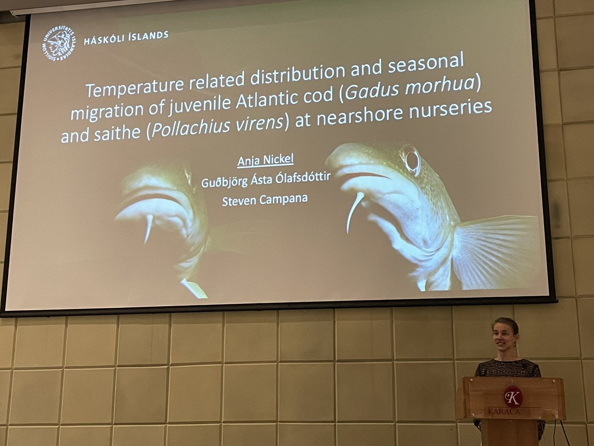 Anja Nickel and Michelle Valliant presenting results on juvenile Atlantic #cod and #saithe nearshore #movement 🐟🐟 at @AquaticTracking  Izmir meeting! #trackingnotslacking #telemetry