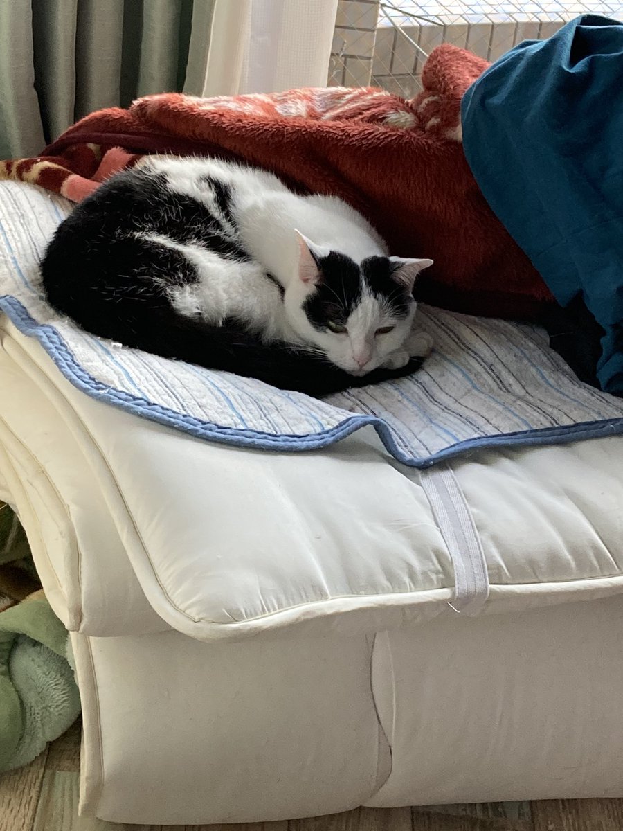 人間は苦手
でも、人間の匂いはアリ

とのことです https://t.co/queLmiTkS3