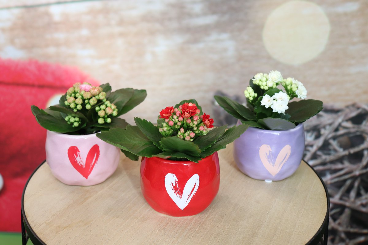 Heb jij je orders voor #Moederdag al geregeld?

Bestel deze must-haves op #Floriday, of bekijk het volledige aanbod in onze brochure: kpholland.nl/nl/growing/cat…