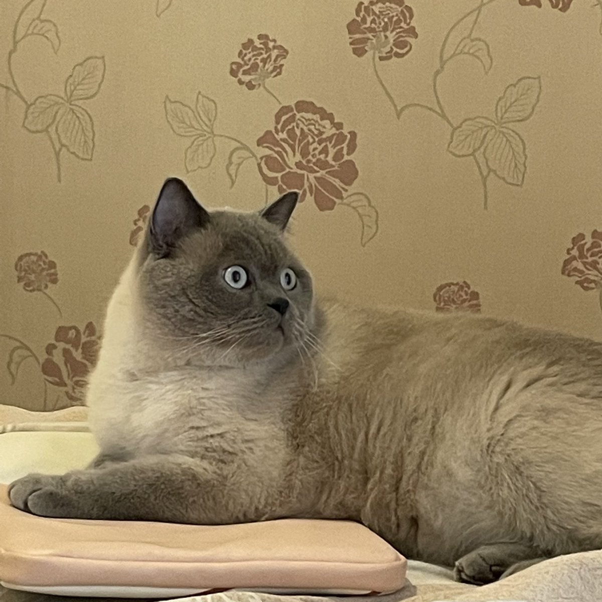 猪咪累了 https://t.co/QSfhZ8ocoP