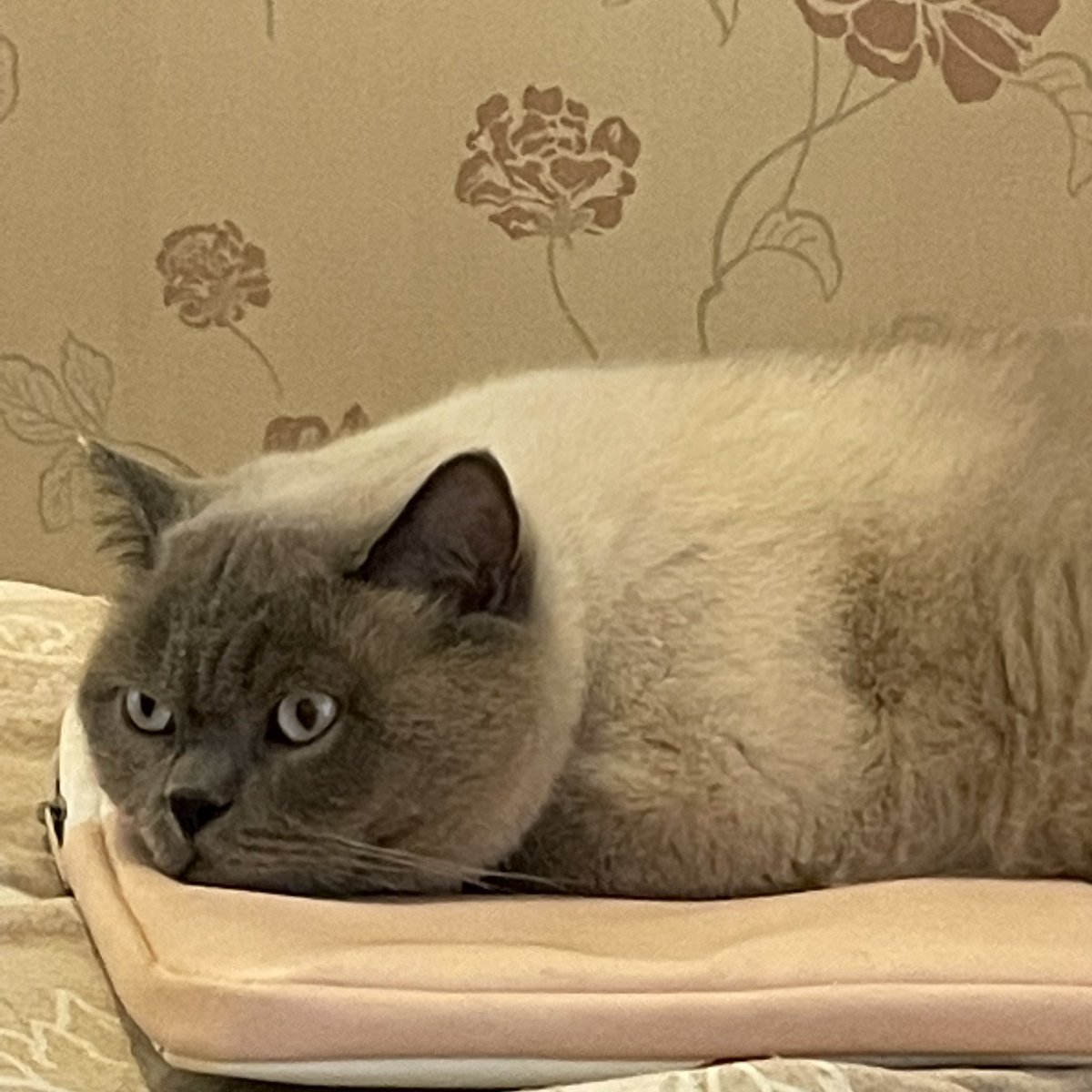 猪咪累了 https://t.co/QSfhZ8ocoP