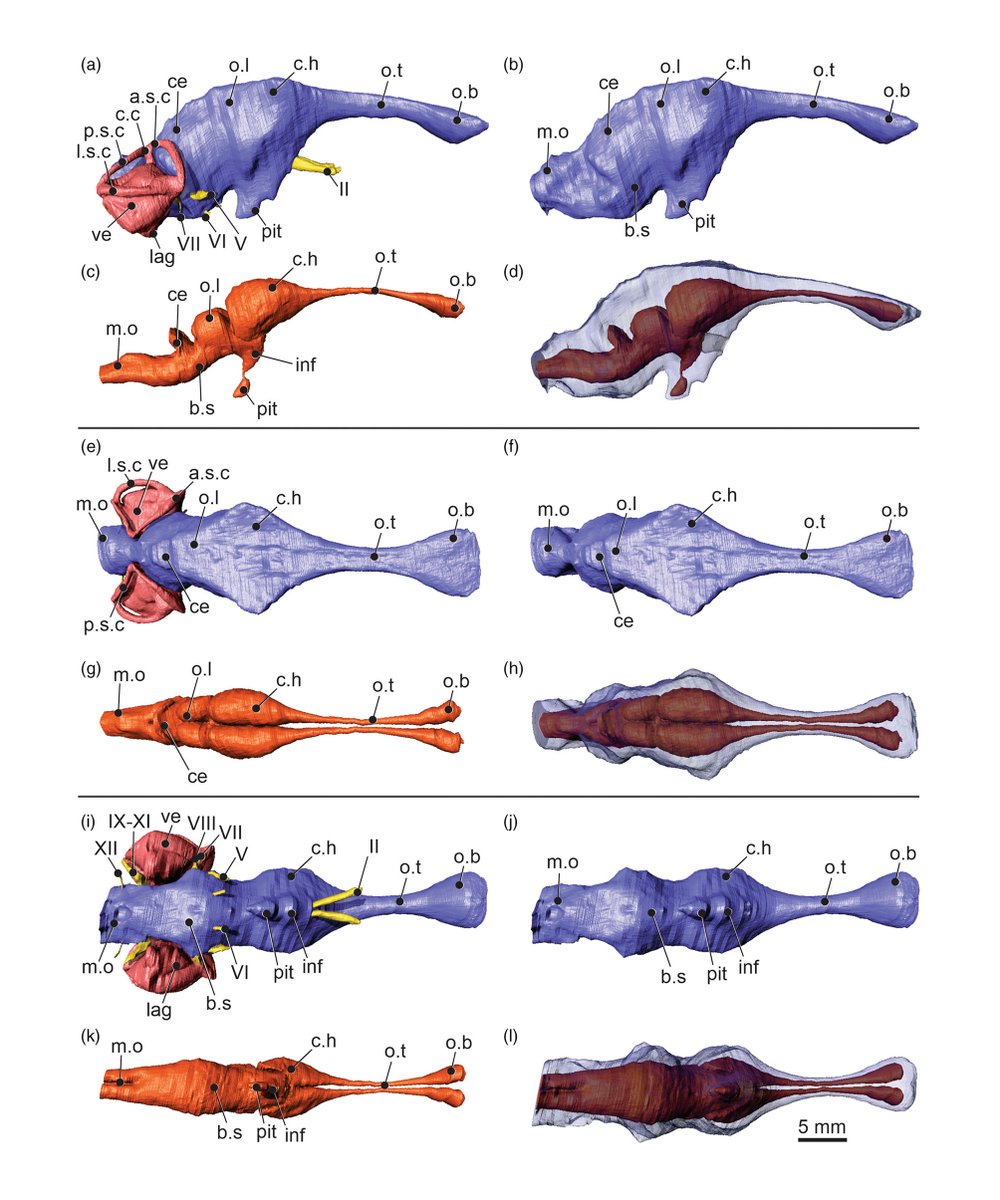MarcEHJones's tweet photo. To celebrate #TuataraTuesday and #TuataraDay 2023 (#156NotALizard) check out these digital segmentations of the brain and endocast of #Sphenodon by Lívia Roese-Miron et al. |
https://t.co/pCoAotpXOH | https://t.co/Nw8wk4JEuS